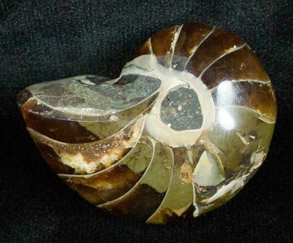 / Inch Nautilus fossil from Madagascar #3690
